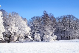 winter-trees